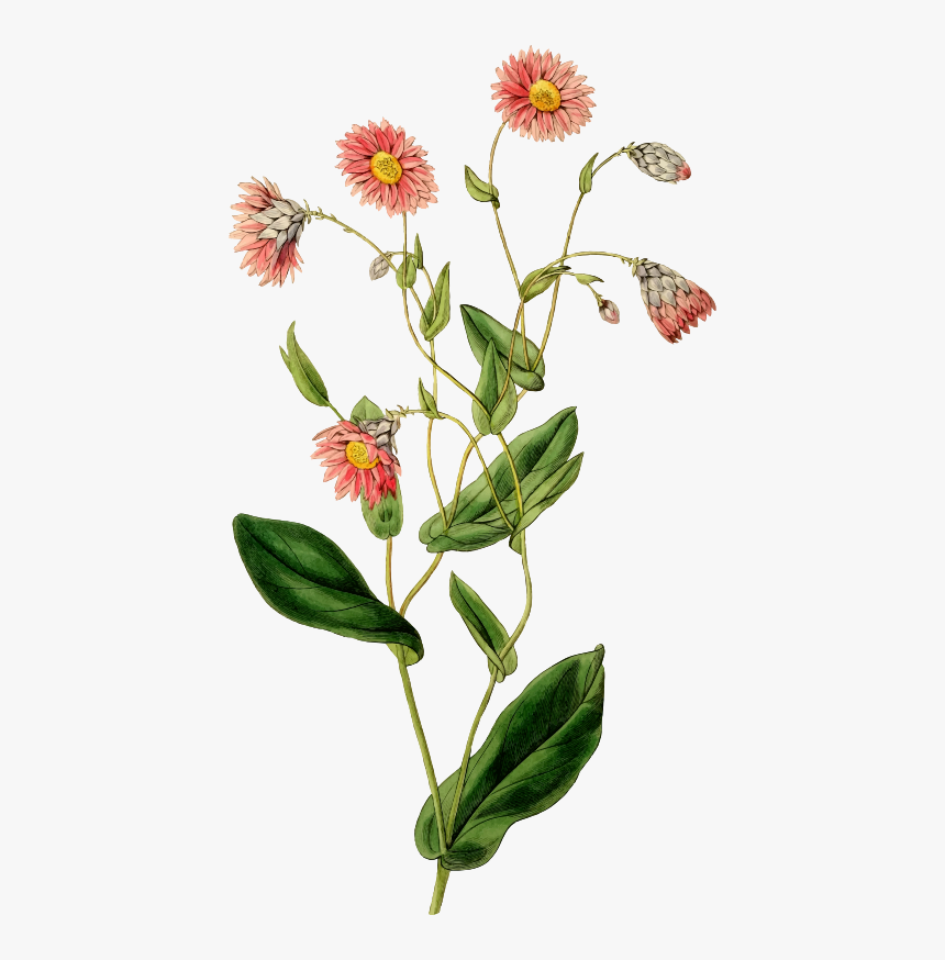 Flower - Vintage Daun, HD Png Download, Free Download