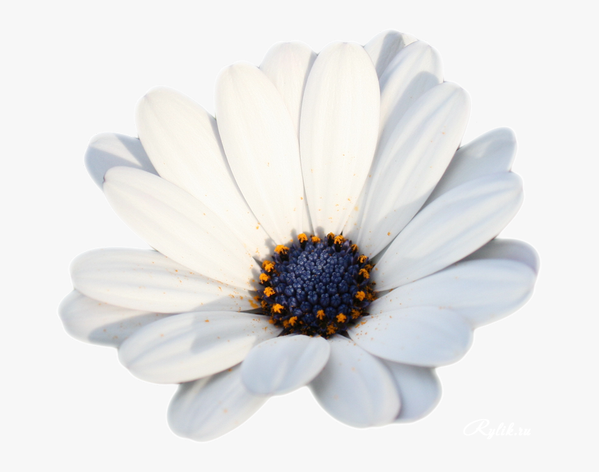 Camomile Png Hd Photo - New Year, Transparent Png, Free Download