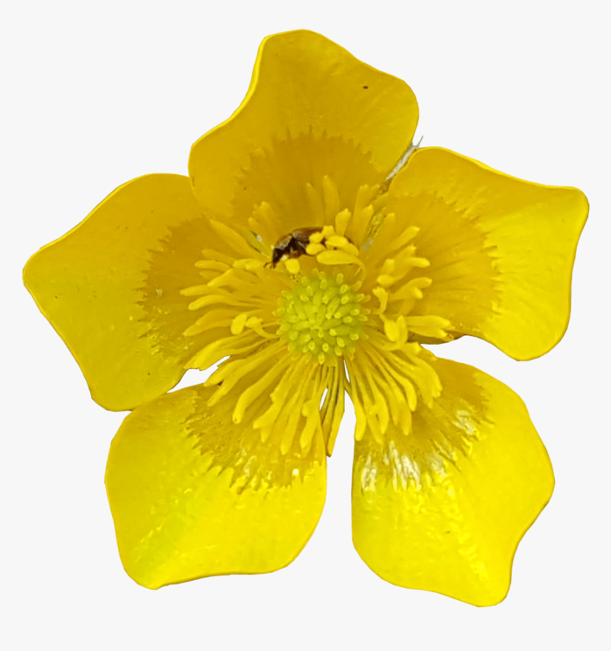 Buttercup Flower With Insects Transparent Image - Transparent Flower No Background, HD Png Download, Free Download