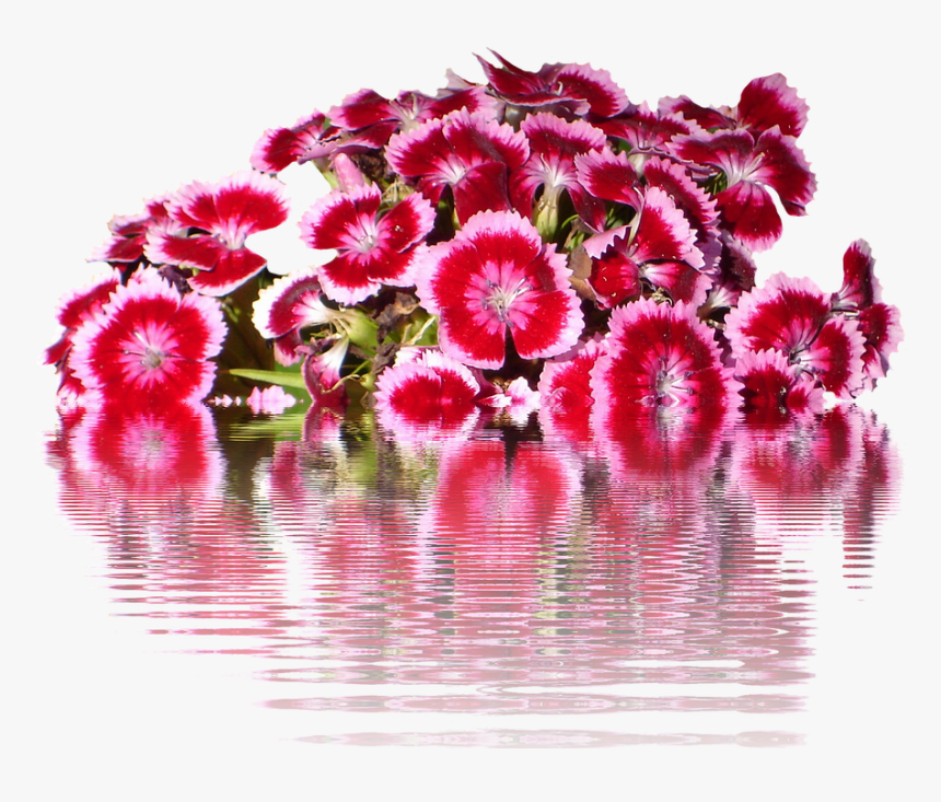 Tausendschön, Png, Flowers, Graphic, Isolated, Flower - Sweet William, Transparent Png, Free Download