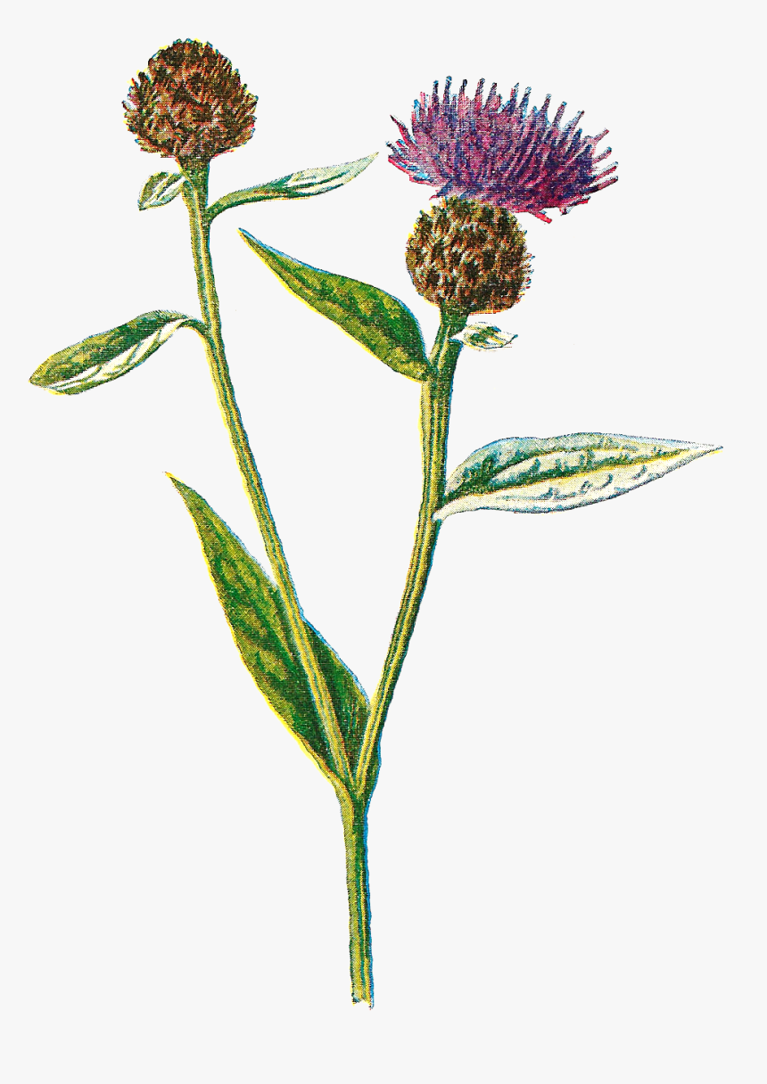 Digital Wildflower Artwork Drawings Downloads Png - Knapweeds, Transparent Png, Free Download