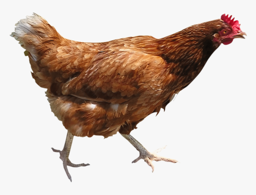 Chicken Pictures Kids - Chicken Png, Transparent Png, Free Download