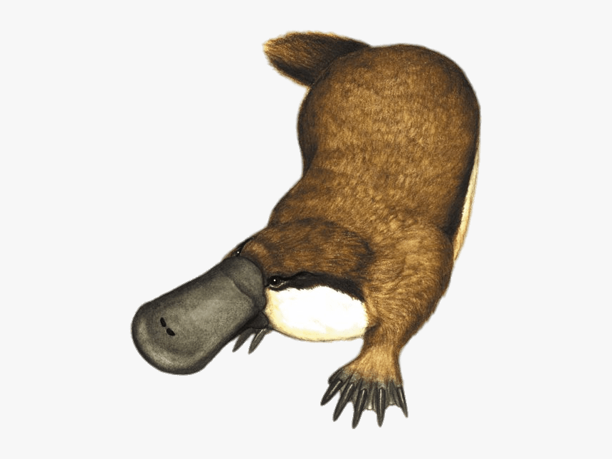 Platypus Illustration - Platypus Png, Transparent Png, Free Download