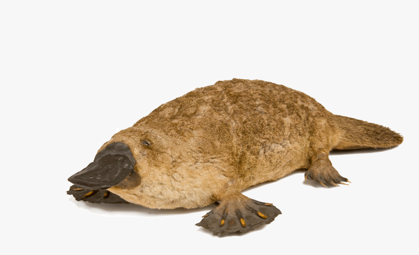 Duck Bill Png - Platypus, Transparent Png, Free Download