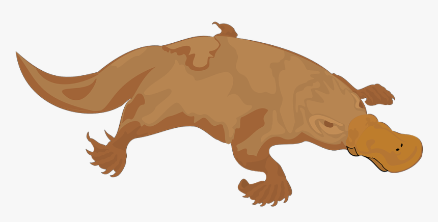 Platypus, Brown, Bill, Animal, Tail - Duck Billed Platypus Silhouette, HD Png Download, Free Download