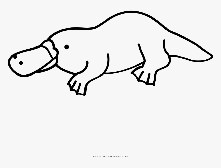 Platypus Coloring Page - Line Art, HD Png Download - kindpng