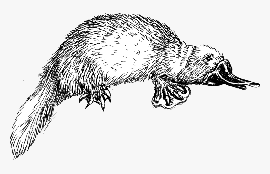 Preview - Platypus Line Drawing, HD Png Download, Free Download