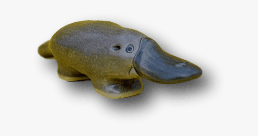 Florida Softshell Turtle, HD Png Download, Free Download