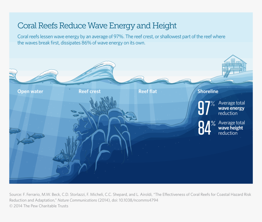 Coral Reefs Reduce Wave Energy And Height - Coral Reef Sea Level, HD Png Download, Free Download