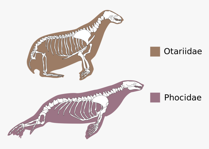 Otariidae Vs Phocidae, HD Png Download, Free Download