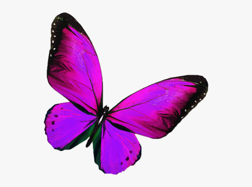 Hình ảnh bướm lục lạc màu tím rực rỡ sẽ làm say đắm trái tim bạn. Hãy chiêm ngưỡng vẻ đẹp tuyệt vời của nó thông qua những khung cảnh tươi tắn và màu sắc sống động của các loài hoa.