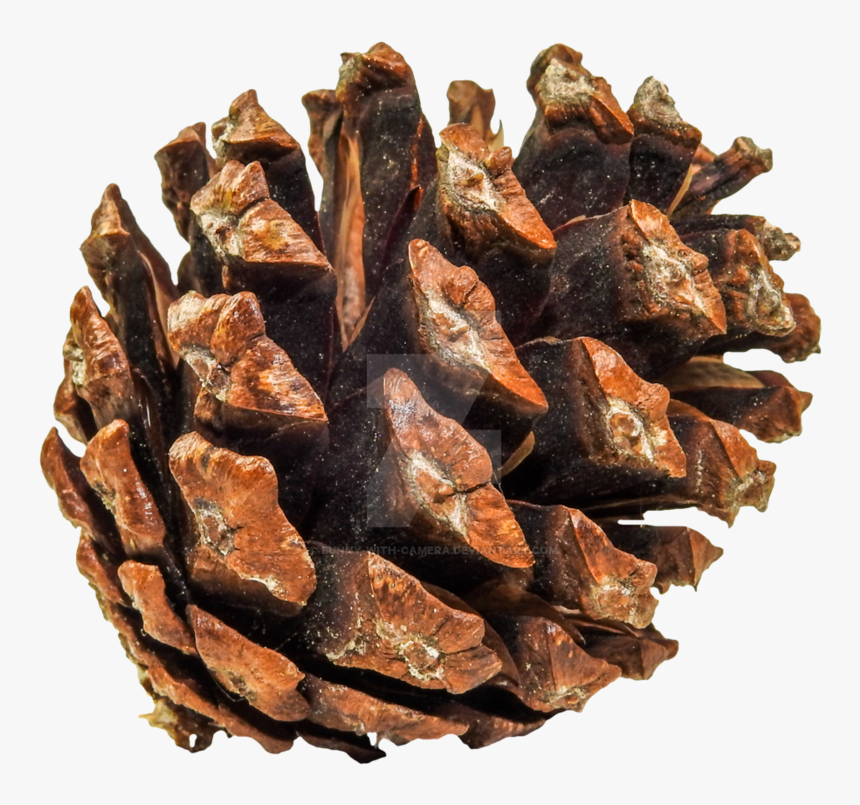 Png Pine Cones - Two Needle Pinyon Pine, Transparent Png, Free Download