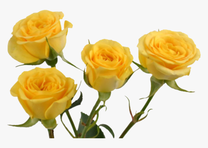 Rose , Png Download - Transparent Yellow Aesthetic Png, Png Download, Free Download