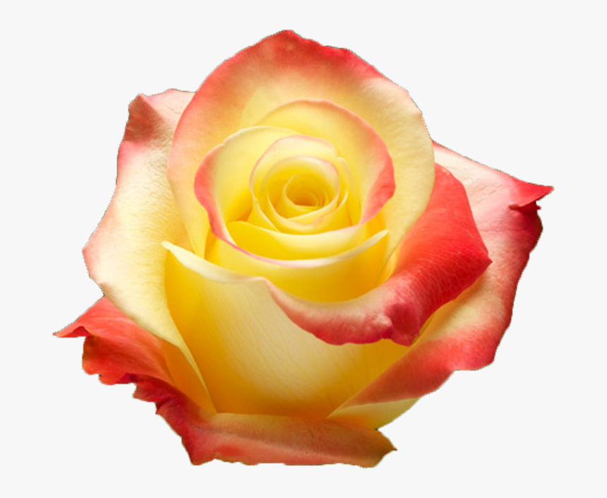 Yellow Rose, HD Png Download, Free Download