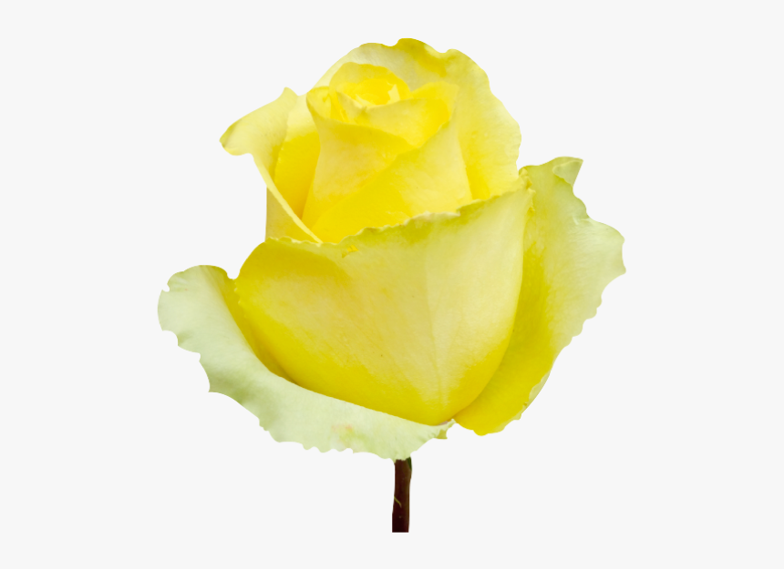 Roses Yellow Tara - Garden Roses, HD Png Download, Free Download
