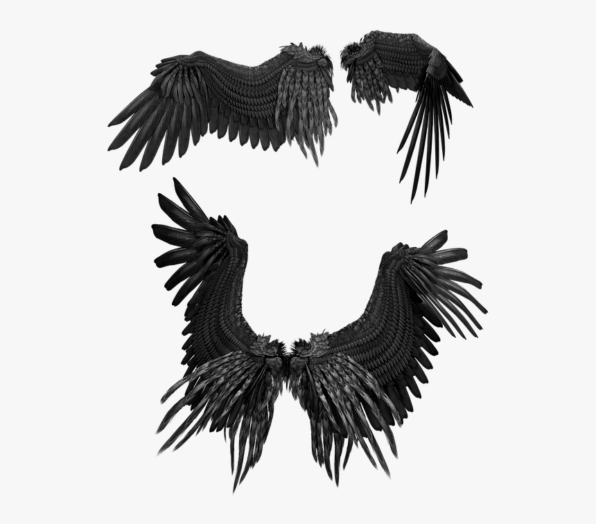 Wings, Wing, Bird, Feathers, Feathered, Black, Angel - Wing, HD Png Download, Free Download