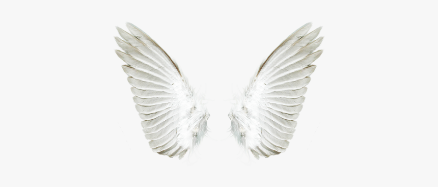 White Angel Wings Png Download - White Angel Wings Png, Transparent Png, Free Download