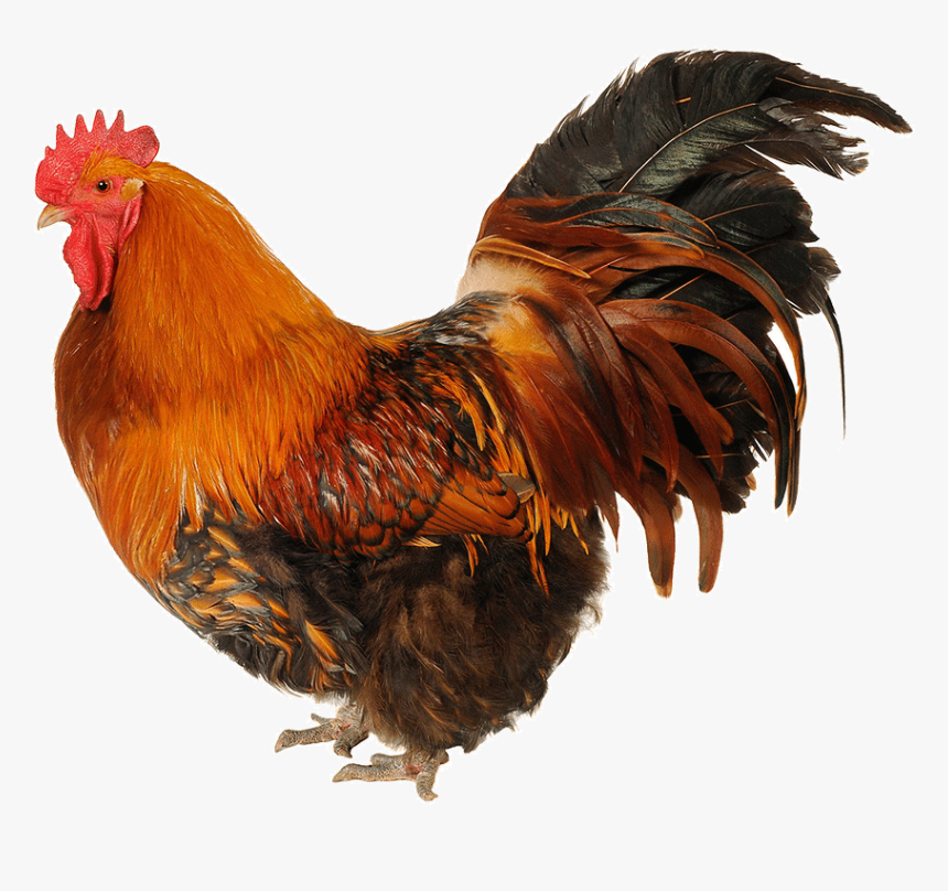 Chicken Png Cartoon - Chiken Png, Transparent Png, Free Download