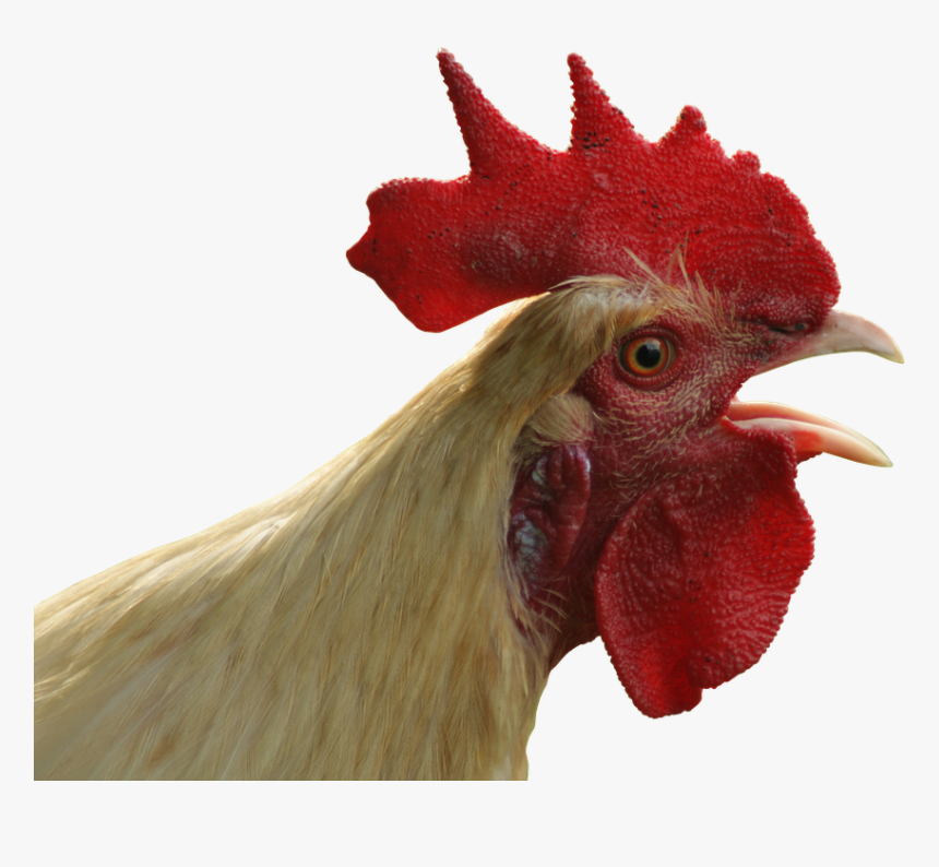 Transparent Rooster Head - Differenza Tra Pollo E Gallina, HD Png Download, Free Download