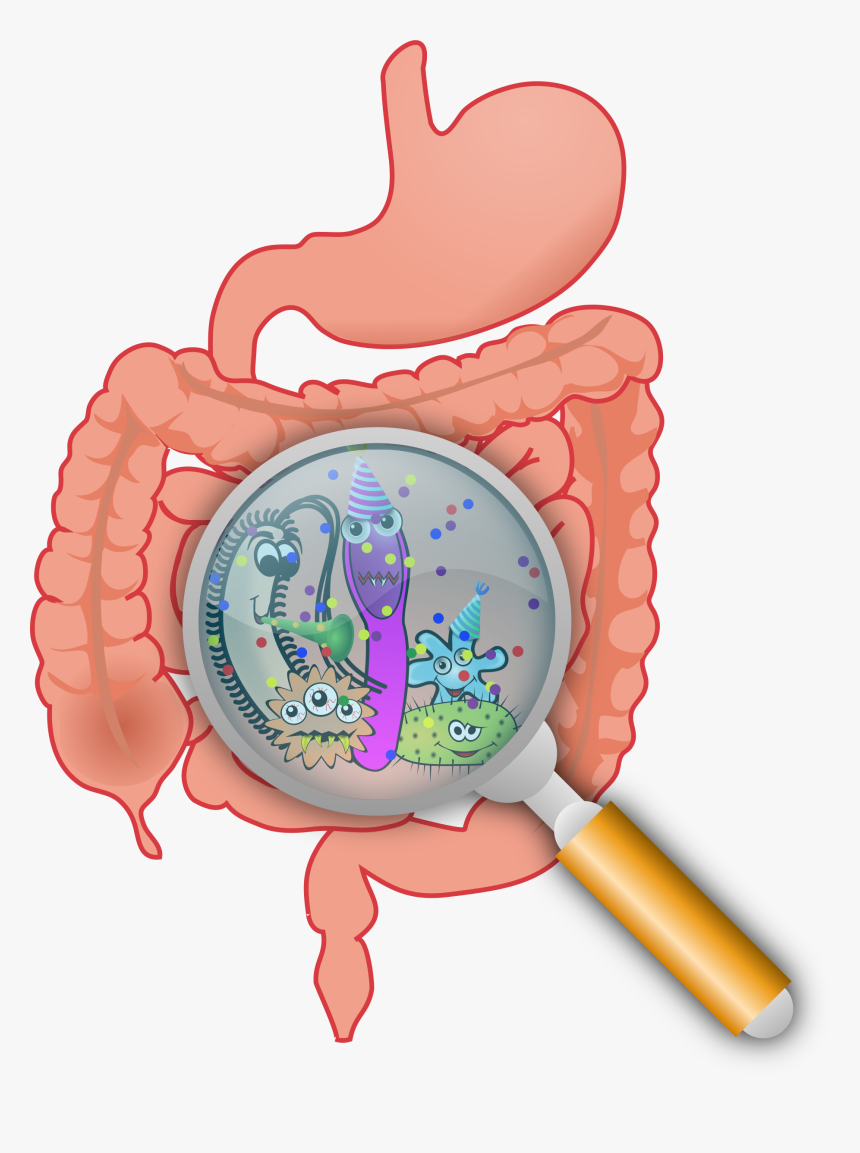 Intestinal Microbiota, HD Png Download, Free Download