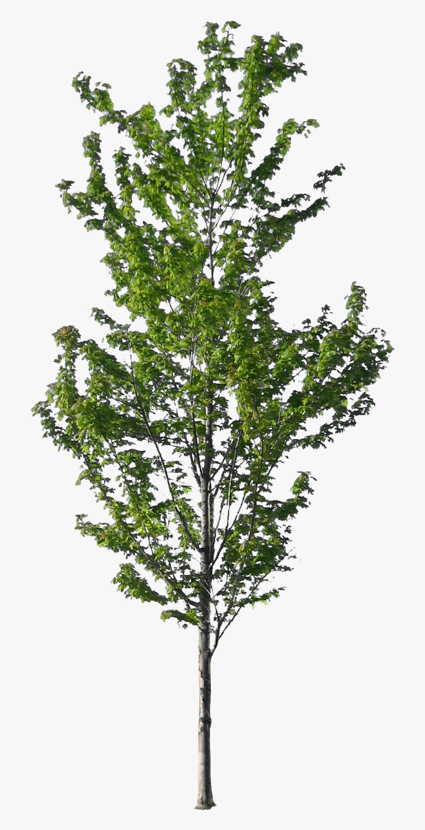American Sycamore Tree Norway Spruce Architecture - Entourage Tree, HD Png Download, Free Download