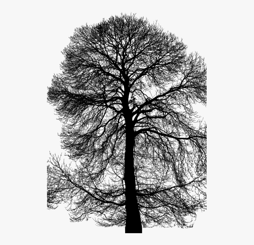 White Pine,plant,leaf - Oak, HD Png Download, Free Download