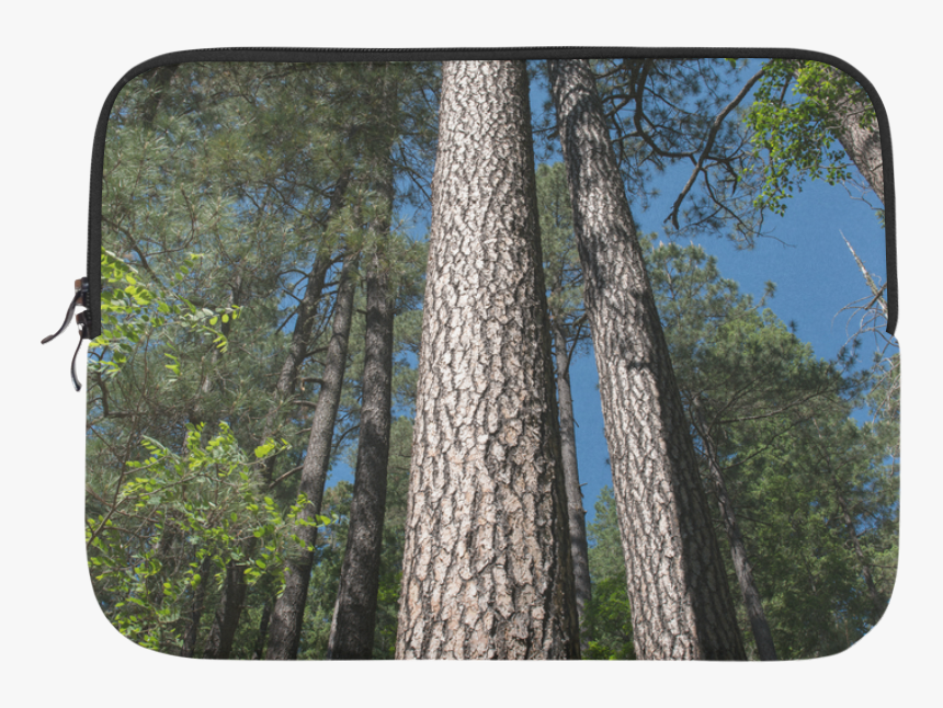 Transparent Tall Pine Tree Png - Grove, Png Download, Free Download