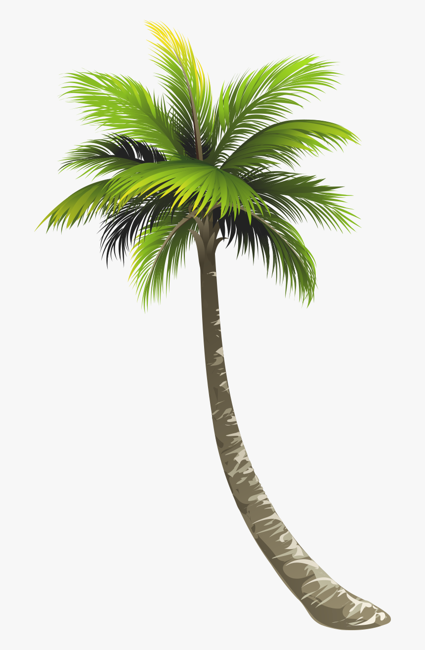 Coconut Tree Png Vector, Transparent Png, Free Download