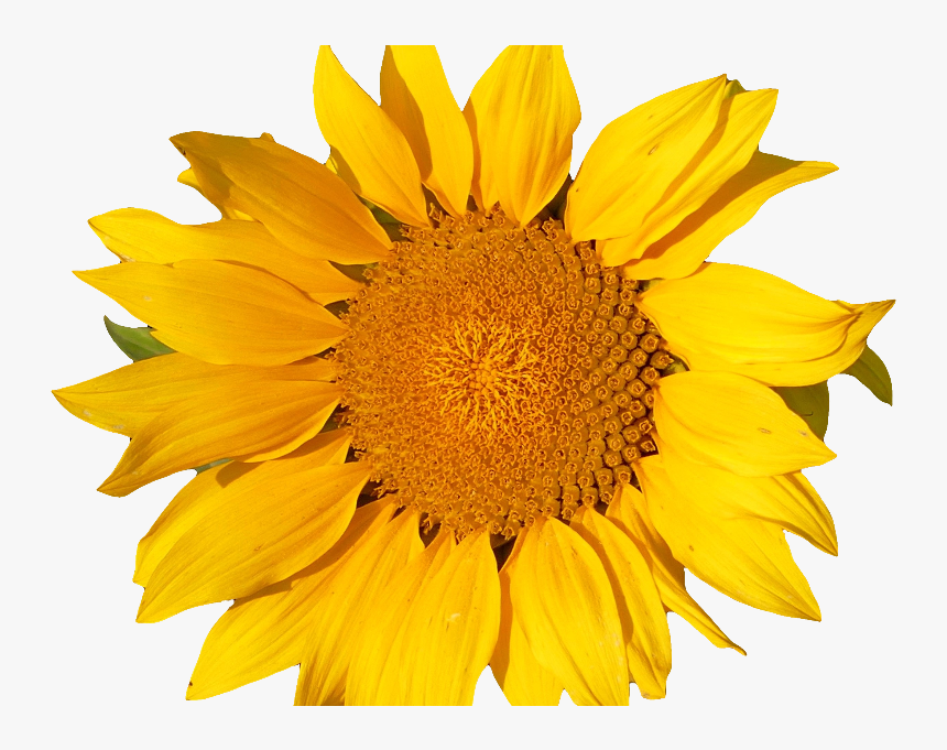 Sunflower Isolated Object Png - Yellow Object Png, Transparent Png, Free Download