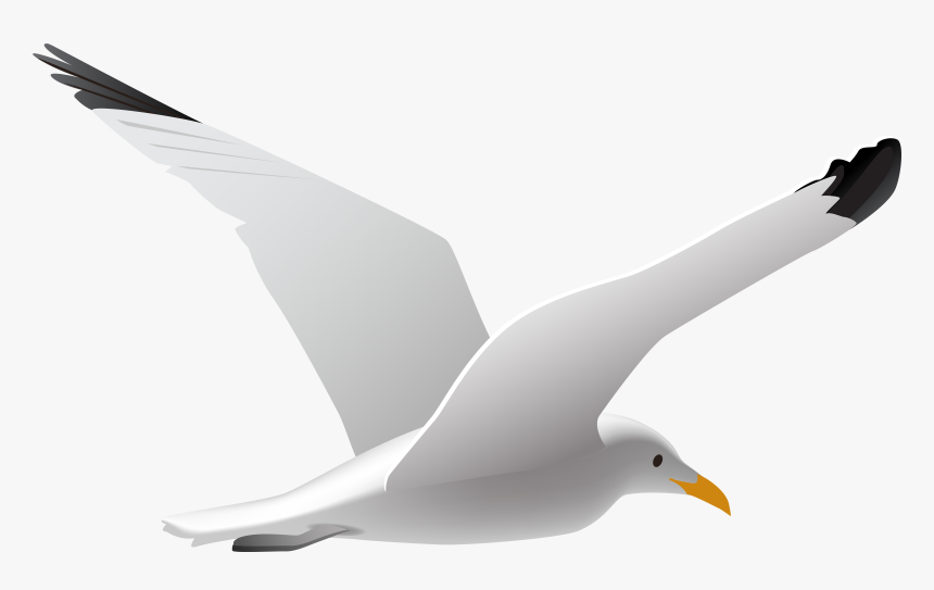 Gulls Bird Clip Art - Seagull Clip Art, HD Png Download, Free Download