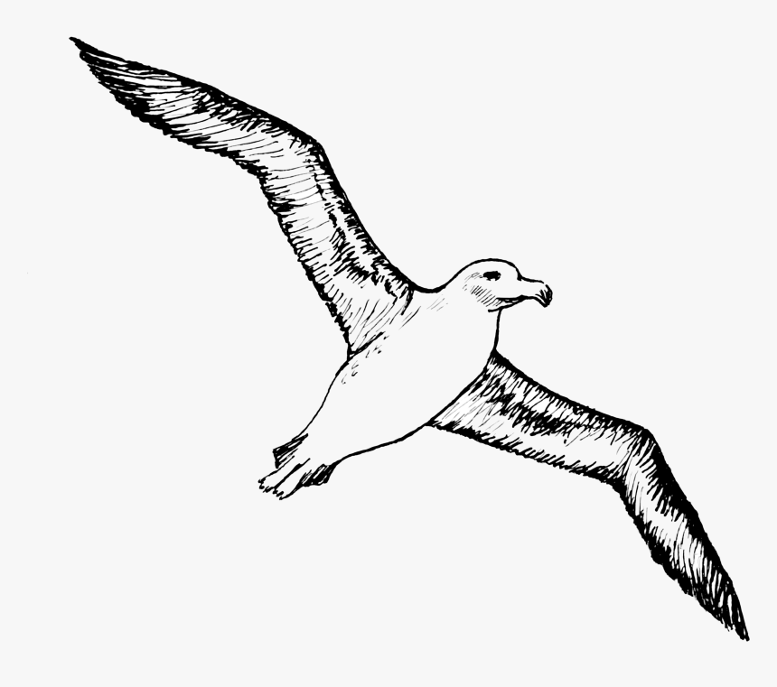 Bird Albatross Tattoo Gulls - Albatross Clipart, HD Png Download, Free Download