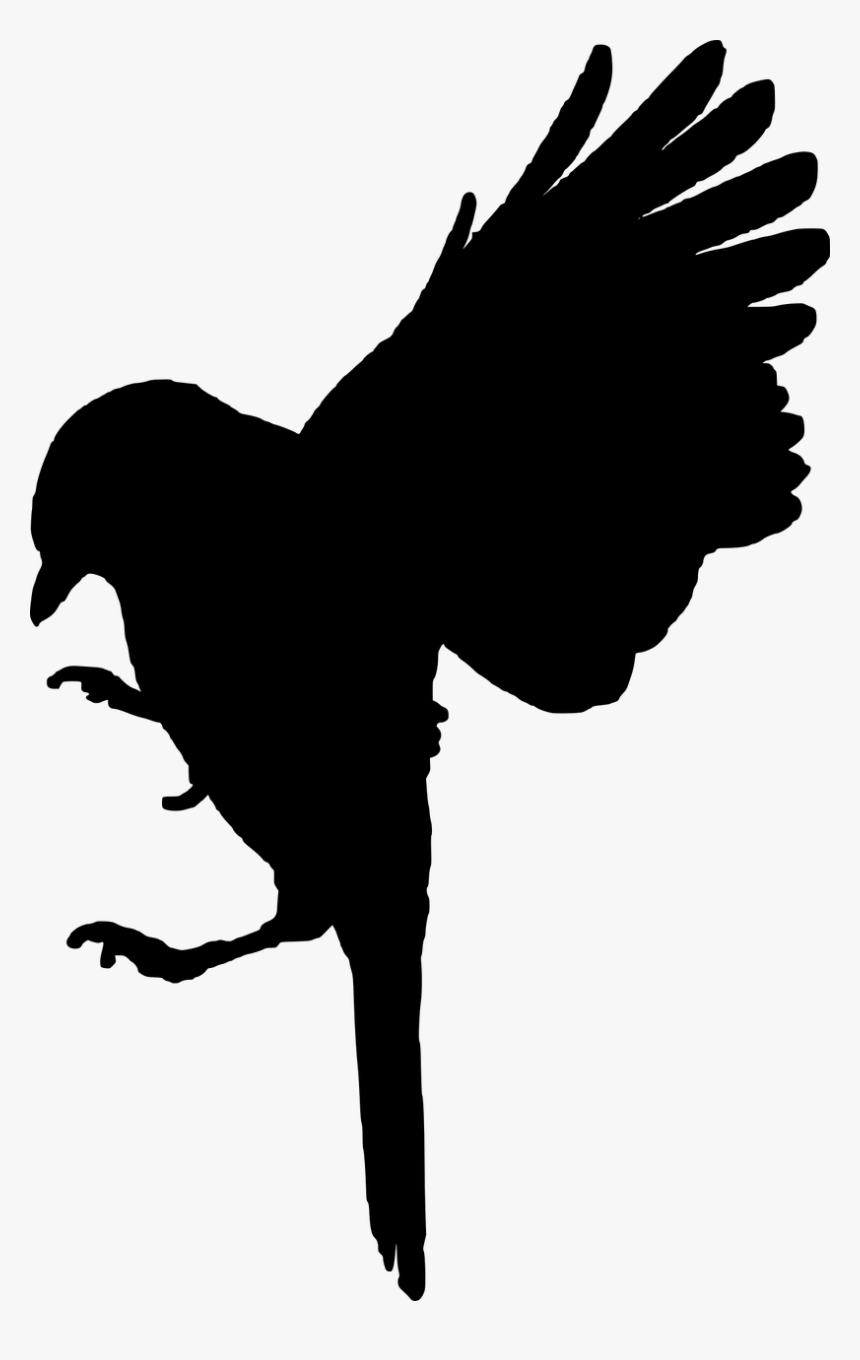 Transparent Seagull Silhouette Png - Black Bird Cut Out, Png Download, Free Download