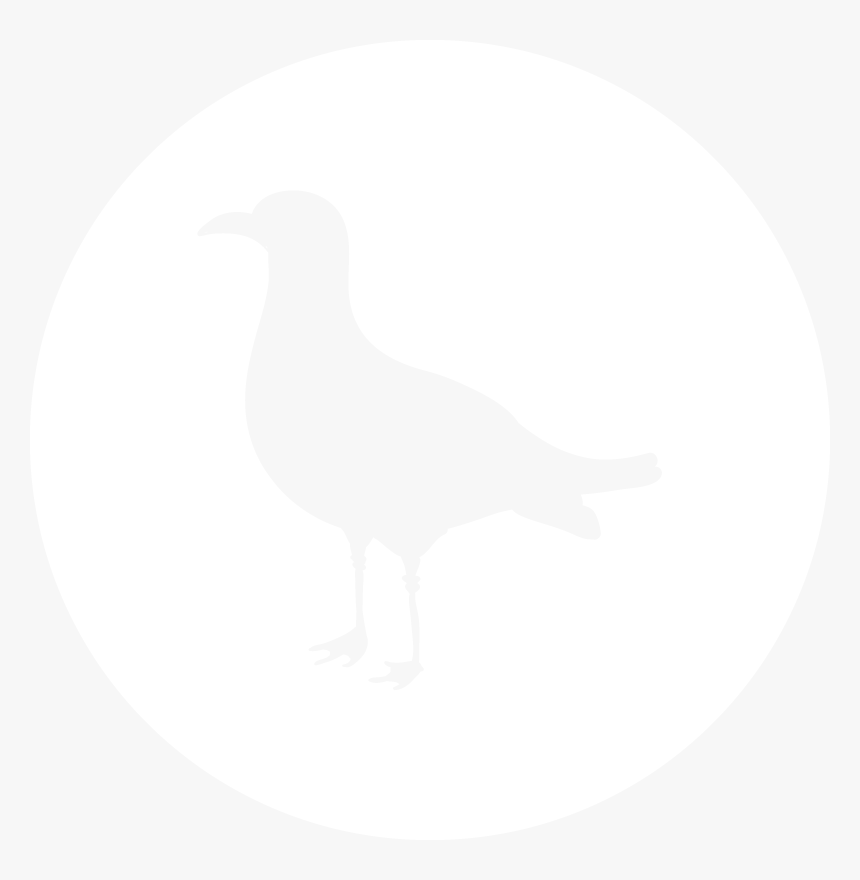 Transparent Seagull Png - Crow, Png Download, Free Download