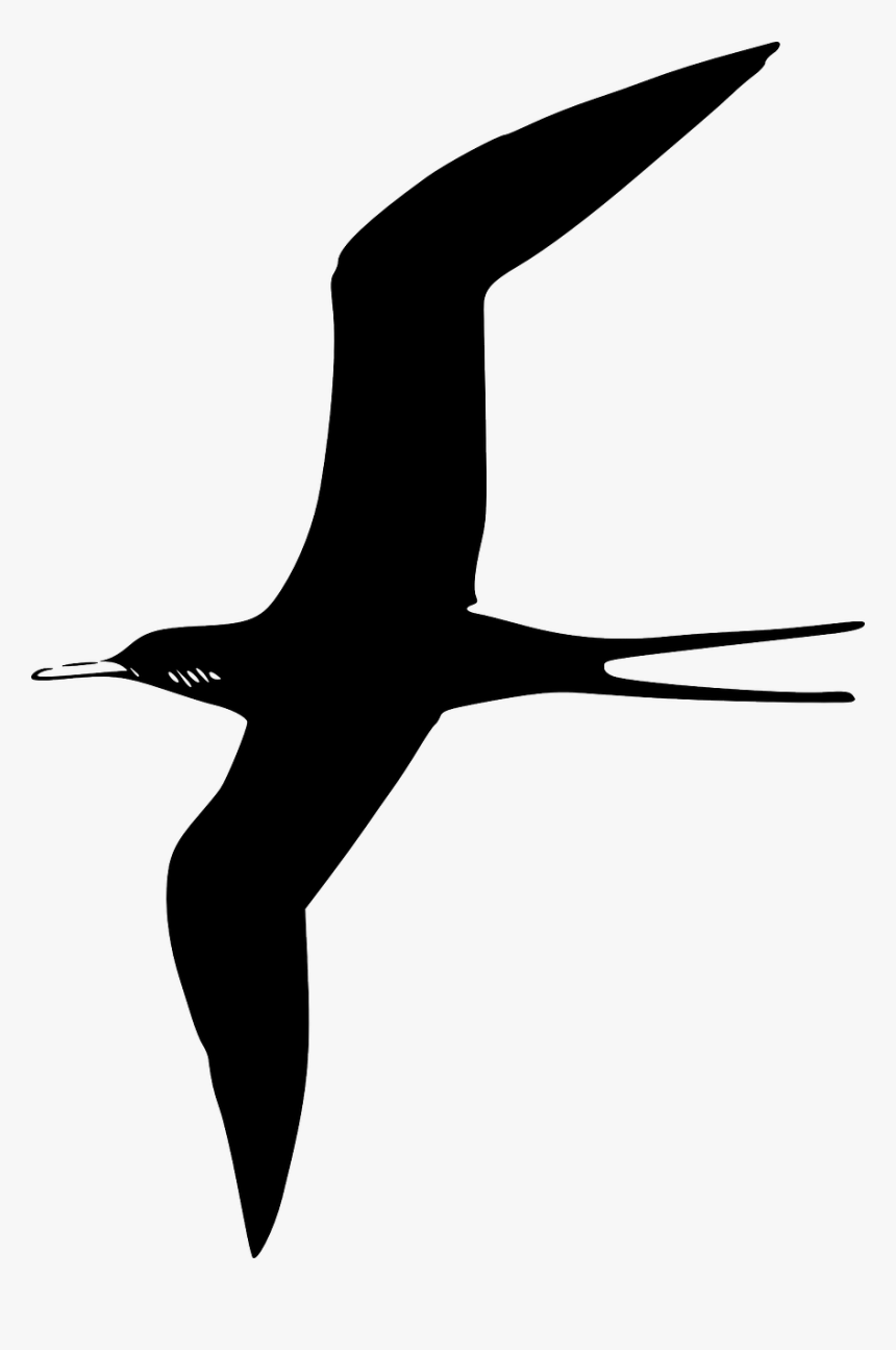 Tern Purple Martin Frigate Free Picture - Bird Clip Art, HD Png Download, Free Download