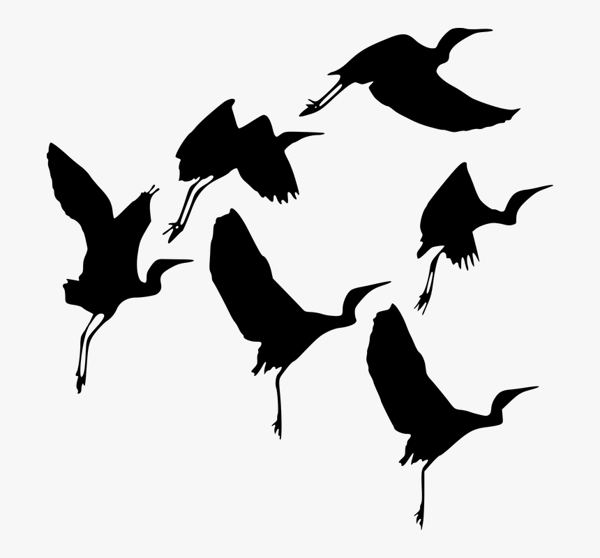 Silhouette, Bird, Fly, Wildlife, Flight, Gathering - Gambar Bayangan Burung Terbang, HD Png Download, Free Download