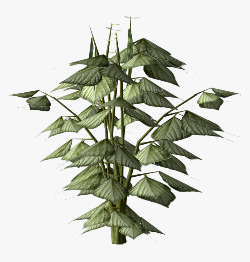 Bean Plant Png - Tree, Transparent Png, Free Download