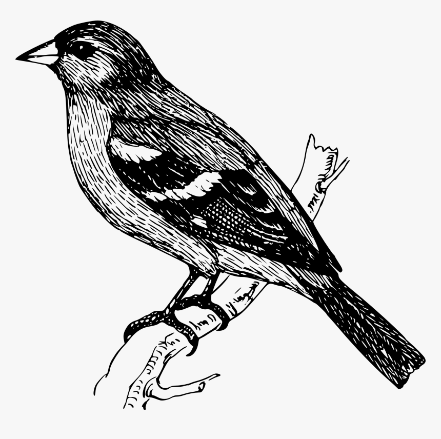 Perched Chaffinch Drawing Svg Clip Arts - Bird On Branch Drawing, HD Png Download, Free Download