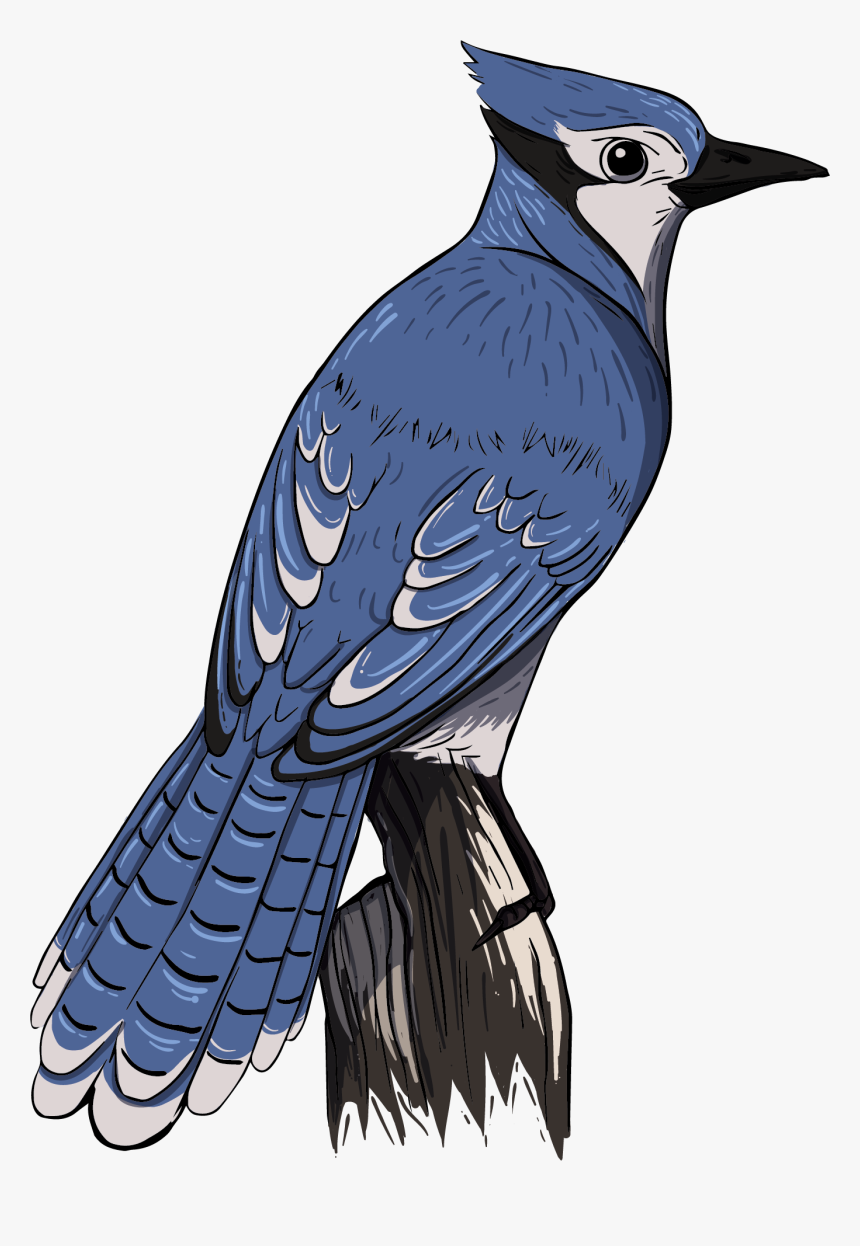 Blue Jay, HD Png Download, Free Download