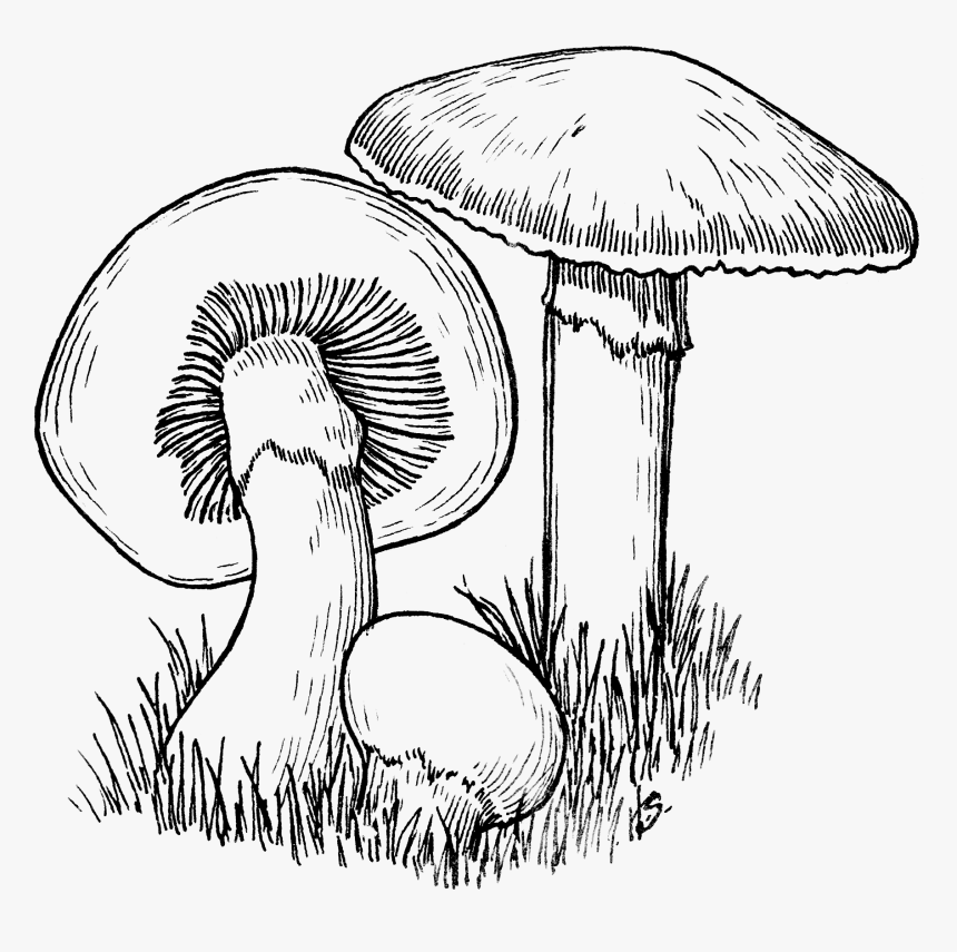 Jpg Freeuse Majestic Mushrooms Oscar The Grouch Diaz - Mushroom Black And White, HD Png Download, Free Download