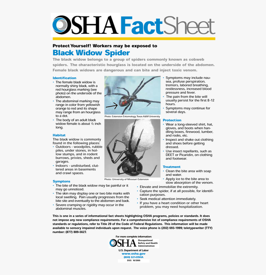 Black Widow Spider Facts Sheet, HD Png Download, Free Download