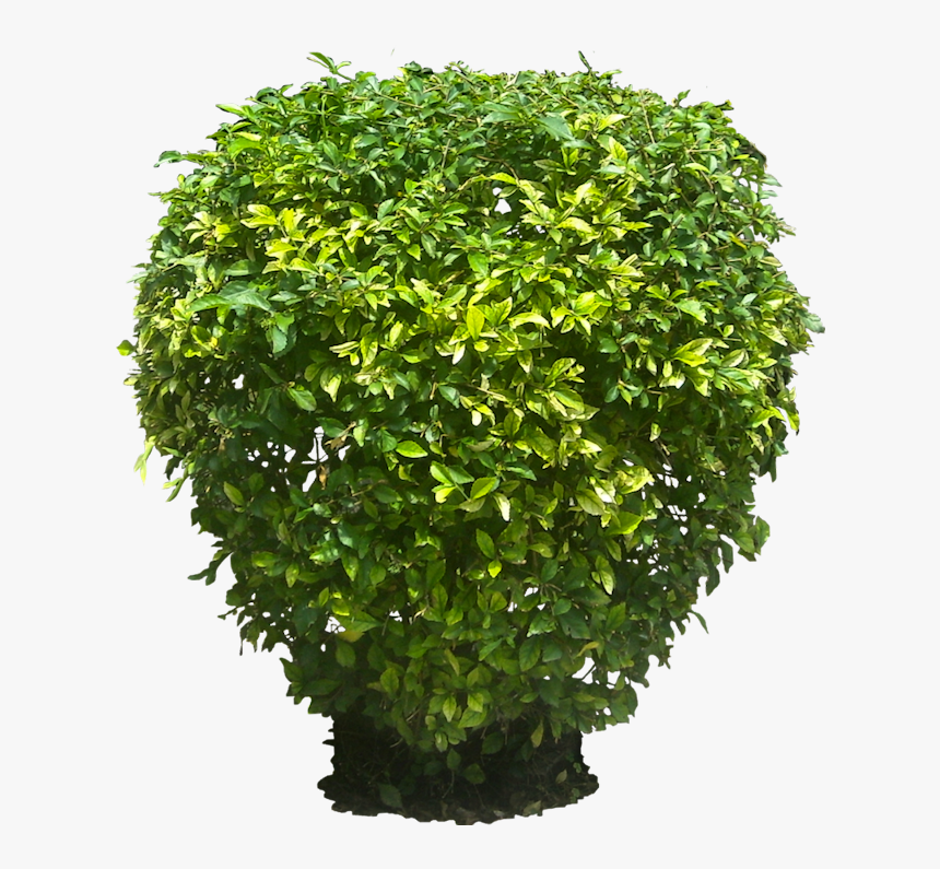 Bush Plant No Background, HD Png Download, Free Download