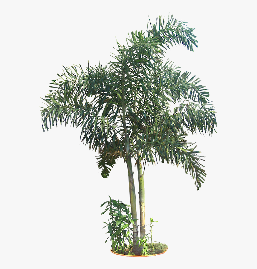 Transparent Tree Cutout Png - Tropical Tree Png, Png Download, Free Download