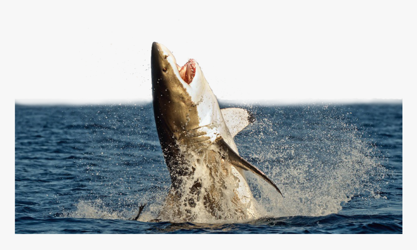 Great White Shark Megalodon Shark Attack Unmanned Aerial - Great White Shark Jumping, HD Png Download, Free Download