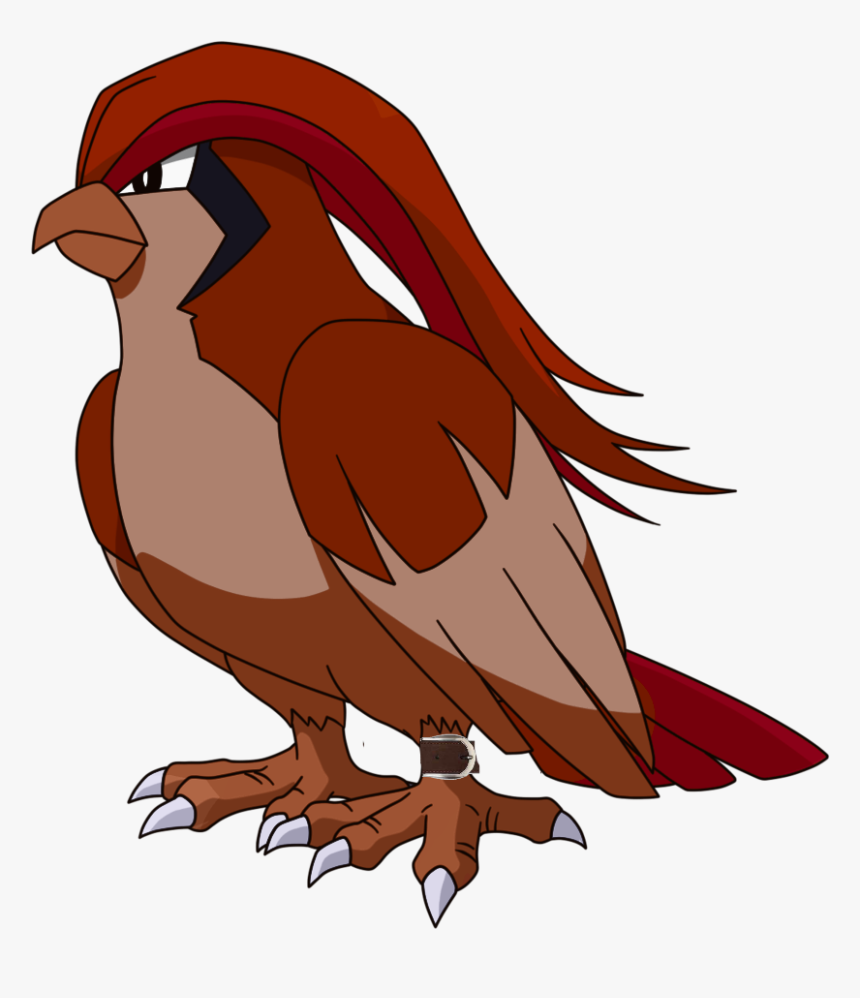 Pidgeot - Desenhos De Pokemon Pidgeot, HD Png Download, Free Download