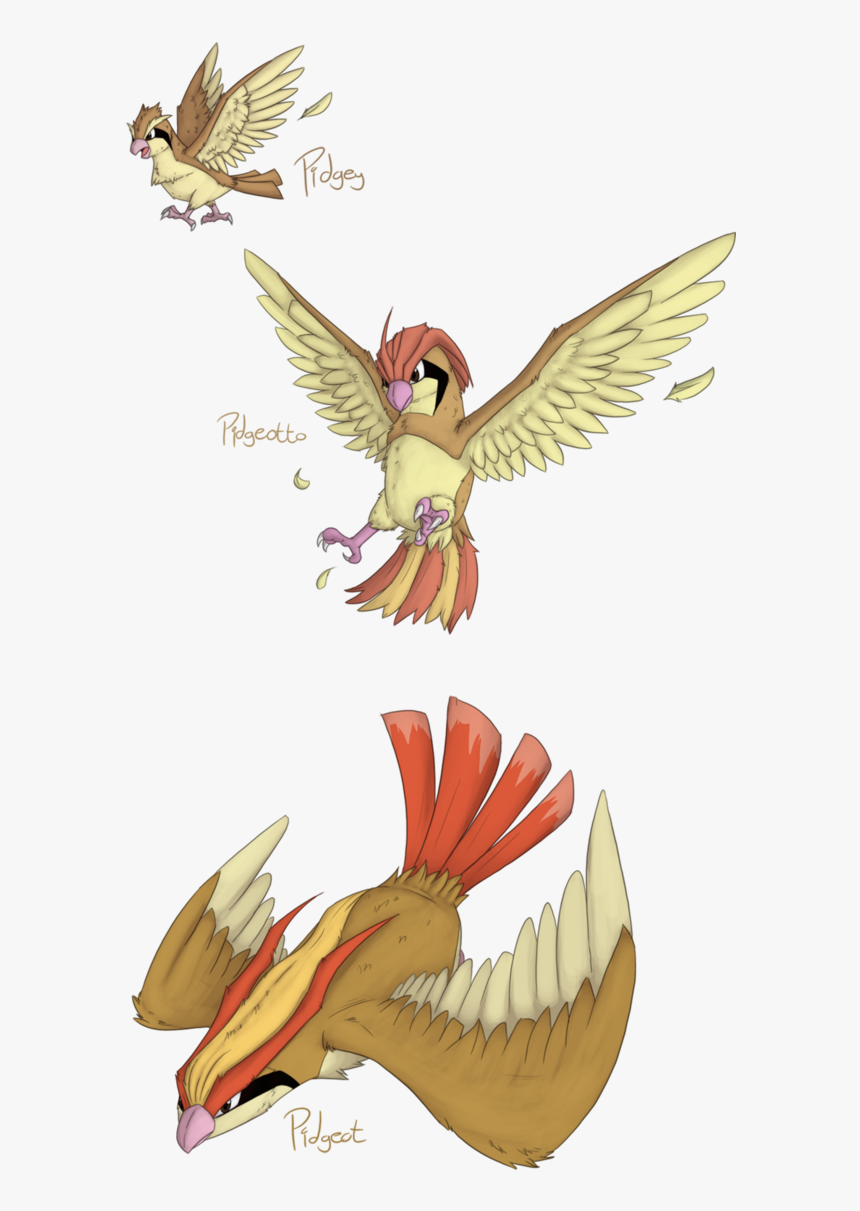 Pidgeot Evolucion , Png Download - Cool Drawings Of Pokemon Pidgeot, Transparent Png, Free Download