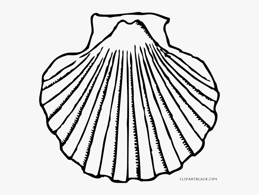 Seashell Black And White Png Download Huge Freebie - Shell Clipart Black And White, Transparent Png, Free Download