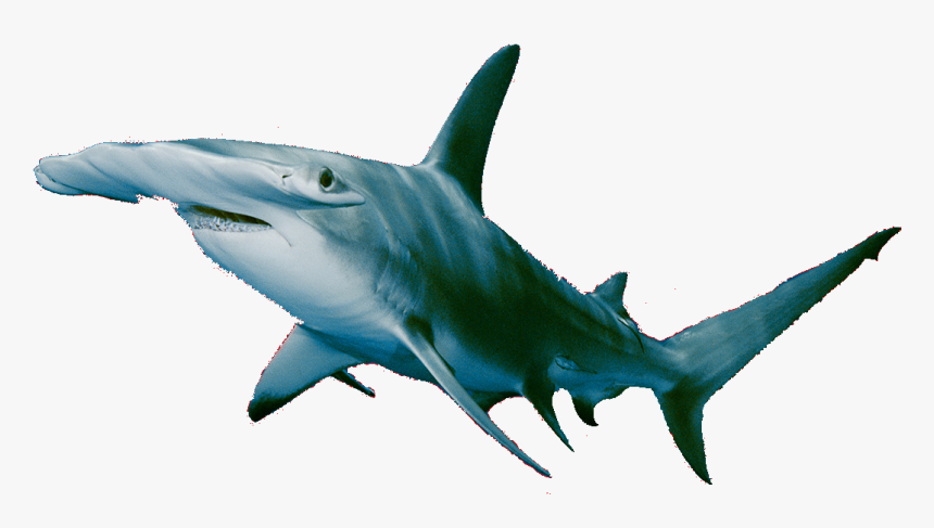 Hammerhead Shark Transparent Background, HD Png Download, Free Download