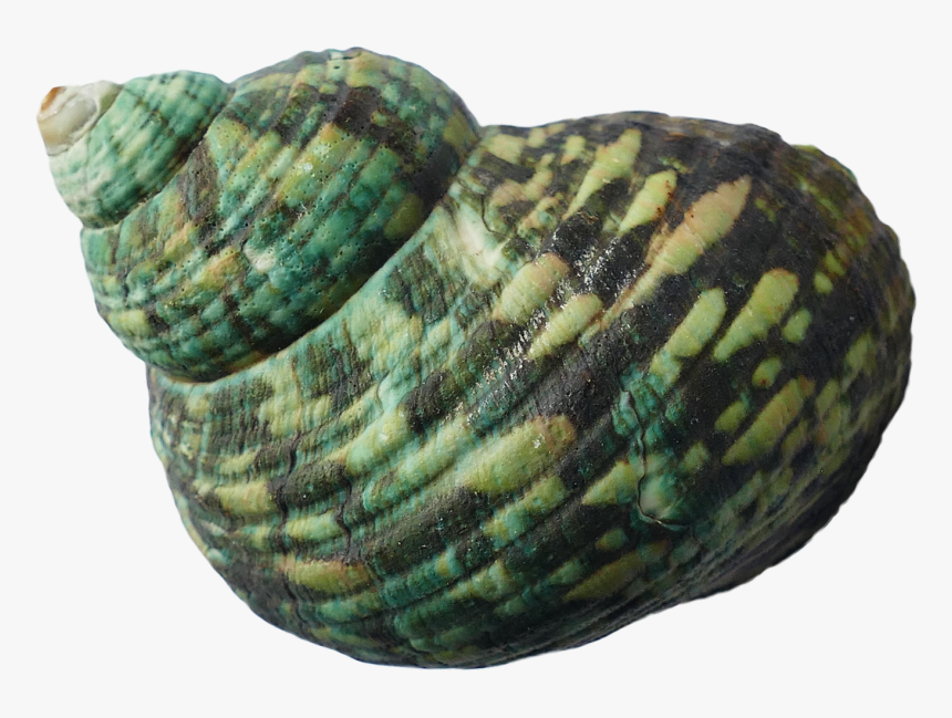 Sea Shell Png Transparent Image - Seashell, Png Download, Free Download