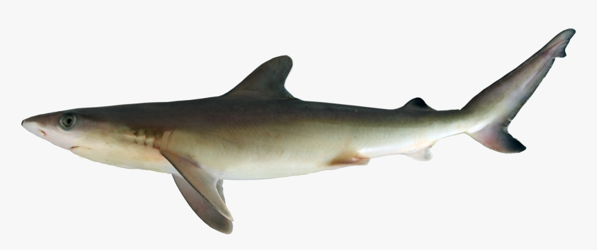 Tiger Shark, HD Png Download, Free Download