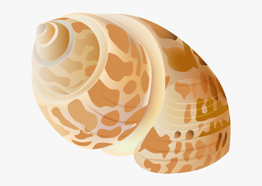 Seashell Png - Sea Shell Transparent Png, Png Download, Free Download